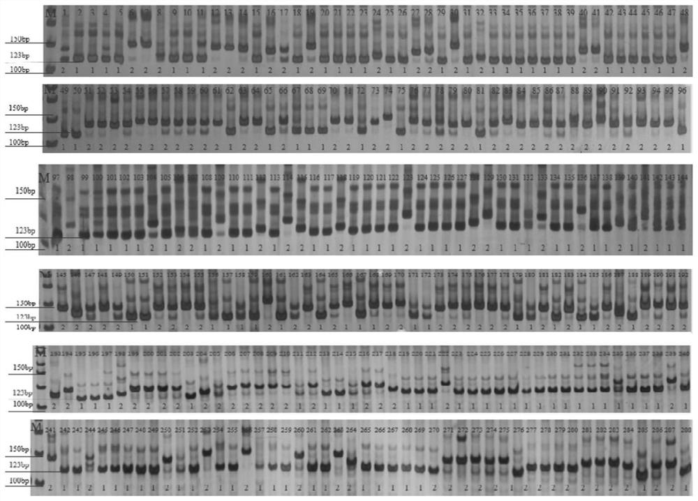 SSR marker CH0211 for identifying resistance of soybeans to soybean mosaic virus SC3 strain and detection method and application of SSR marker CH0211