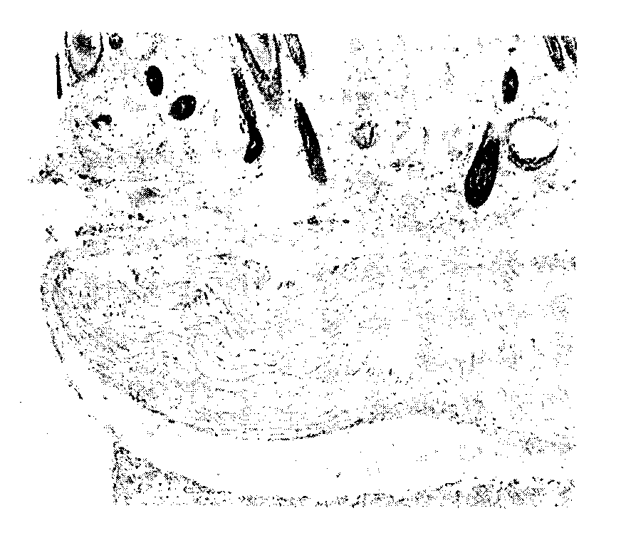 Method for preparing cornea lamina material