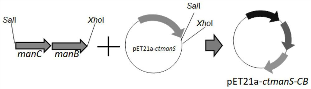 A kind of recombinant escherichia coli producing mannan and its application