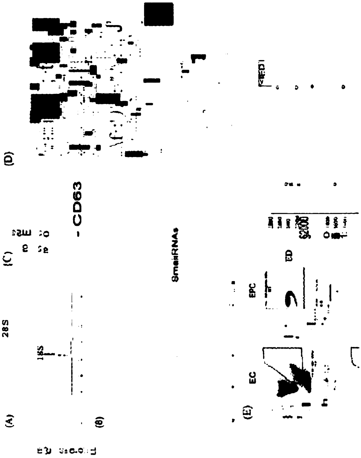 System and method of diagnosing endothelial dysfunction utilizing circulating miRNAs as biomarkers