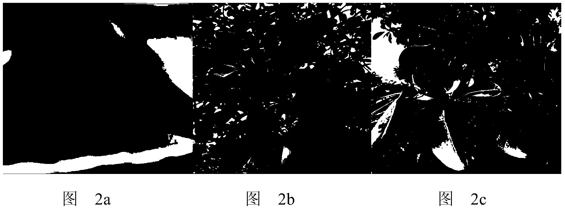 Method for performing cross breeding on water chestnut and Dongkui waxberry for waxberry cultivating variety