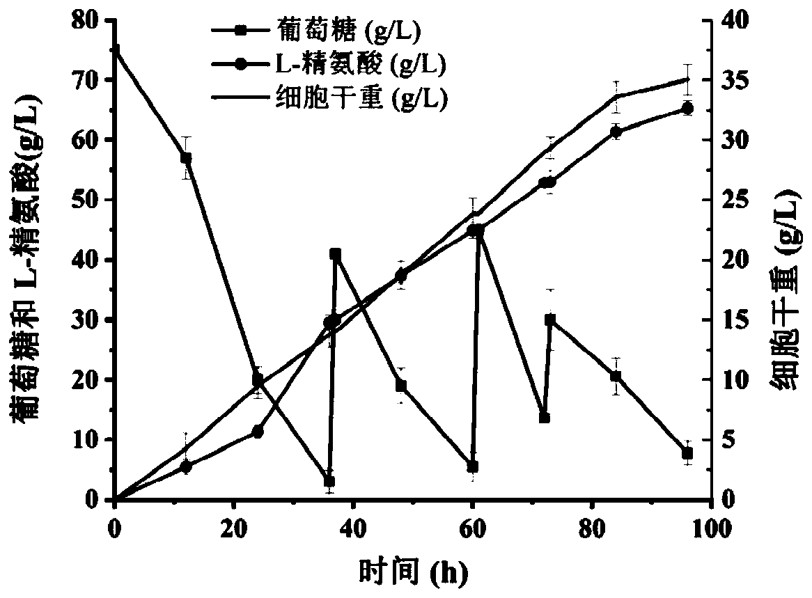 Method for promoting corynebacterium crenatum to synthesize L-arginine by using ion transporter