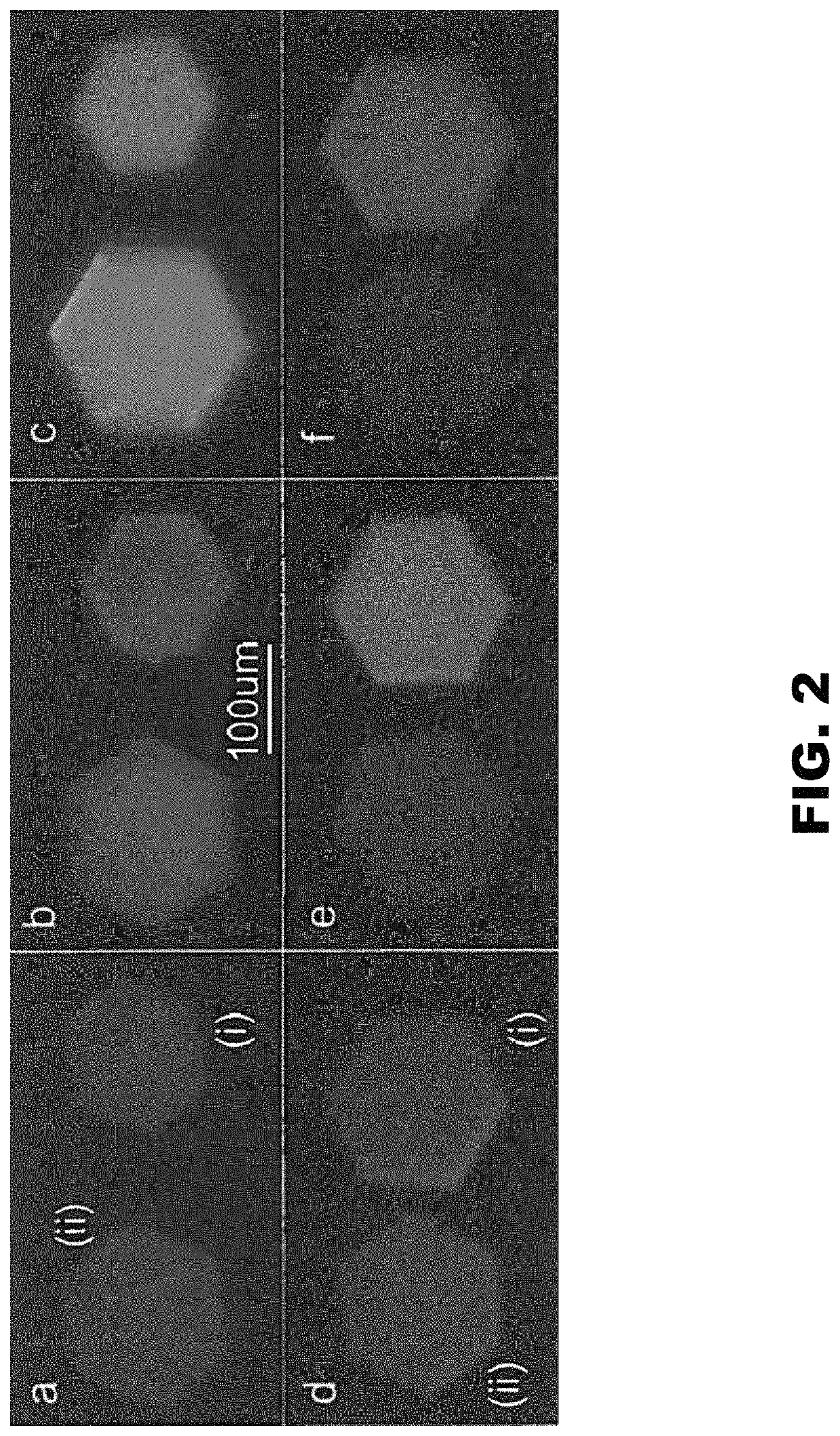 Engineered programmable molecular scaffolds from porous protein crystals