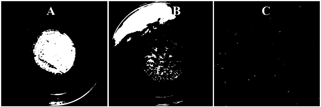 Rapid and mass spore production method for sweet potato black rot bacteria