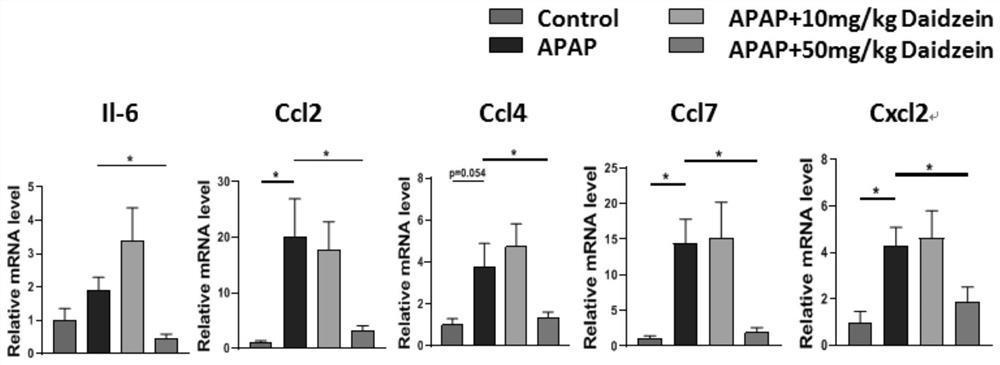 Application of daidzein in prevention and treatment of acetaminophen-induced acute liver injury