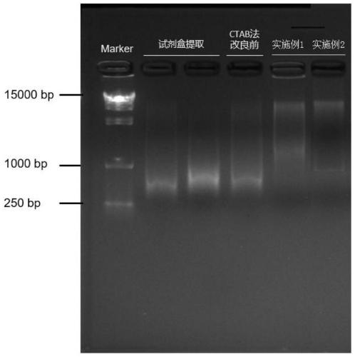 Traditional Chinese medicine bulbus fritillariae cirrhosae DNA extraction reagent and extraction method