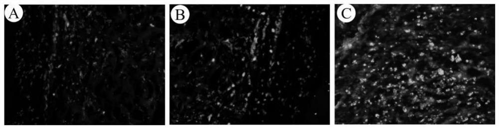 Preparation method and application of extracellular matrix scaffold with controllable pore structure