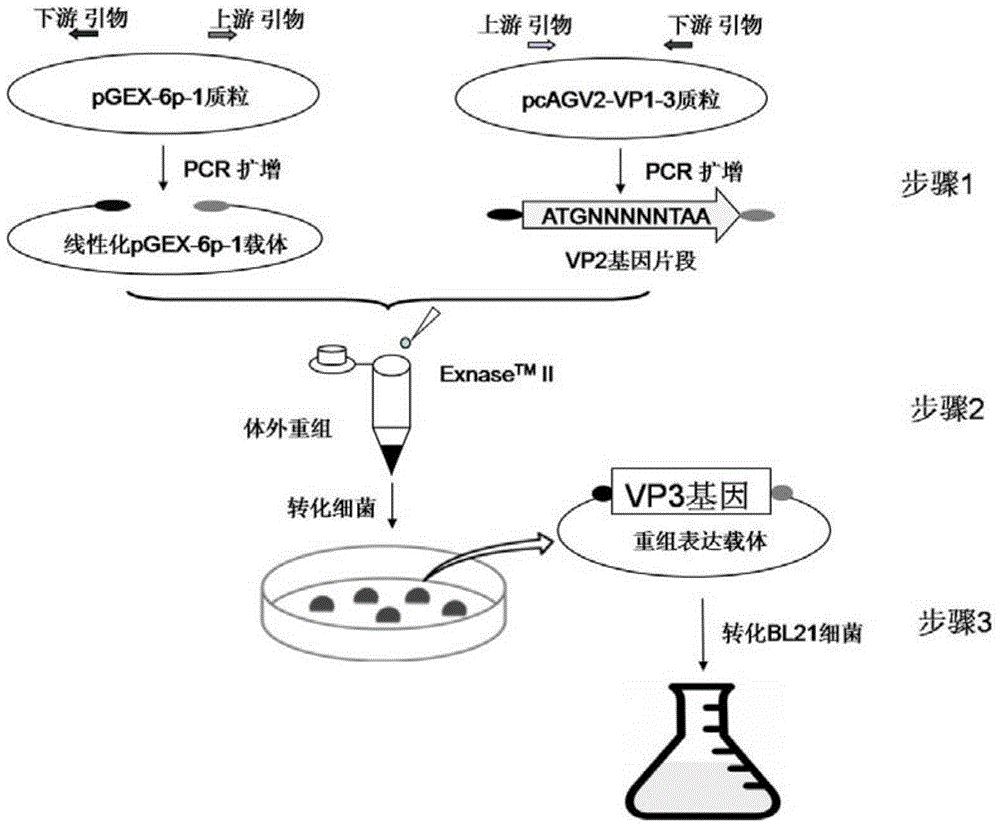 A kind of soluble protein of agv2 type circular virus vp3 and preparation method thereof