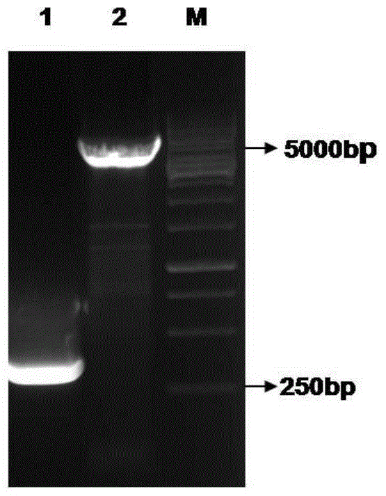 A kind of soluble protein of agv2 type circular virus vp3 and preparation method thereof