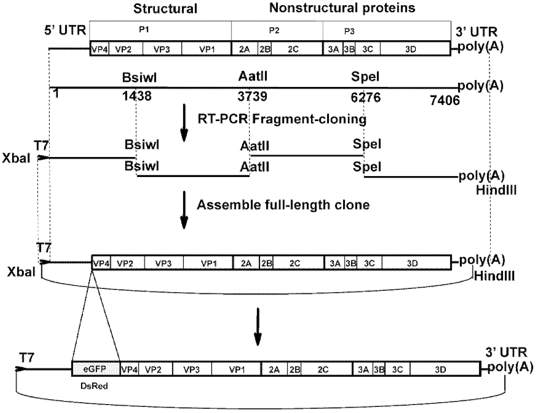 Preparation method and application of enterovirus 71 type full-length infectious clone with tags