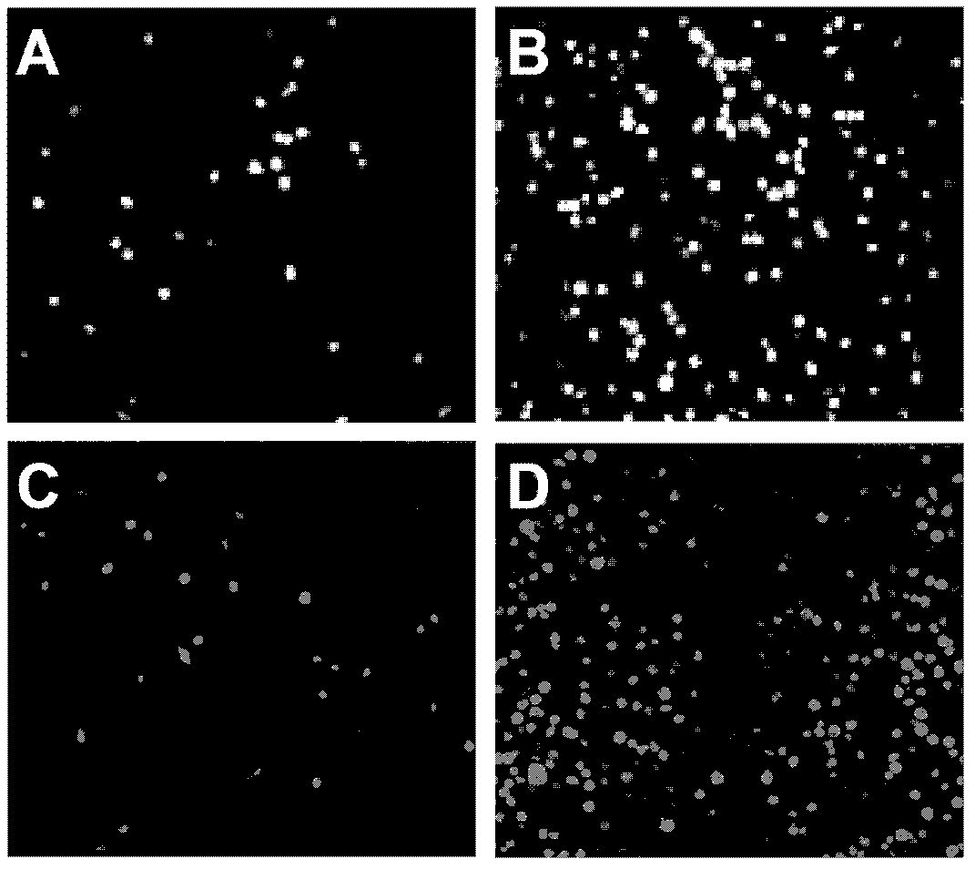 Preparation method and application of enterovirus 71 type full-length infectious clone with tags