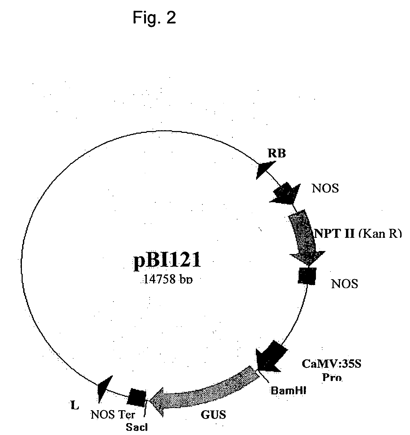 Method of enhancing quality factors in cotton