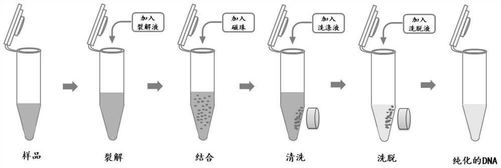 Kit and method for extracting total DNA from midrib of citrus leaves based on magnetic bead method