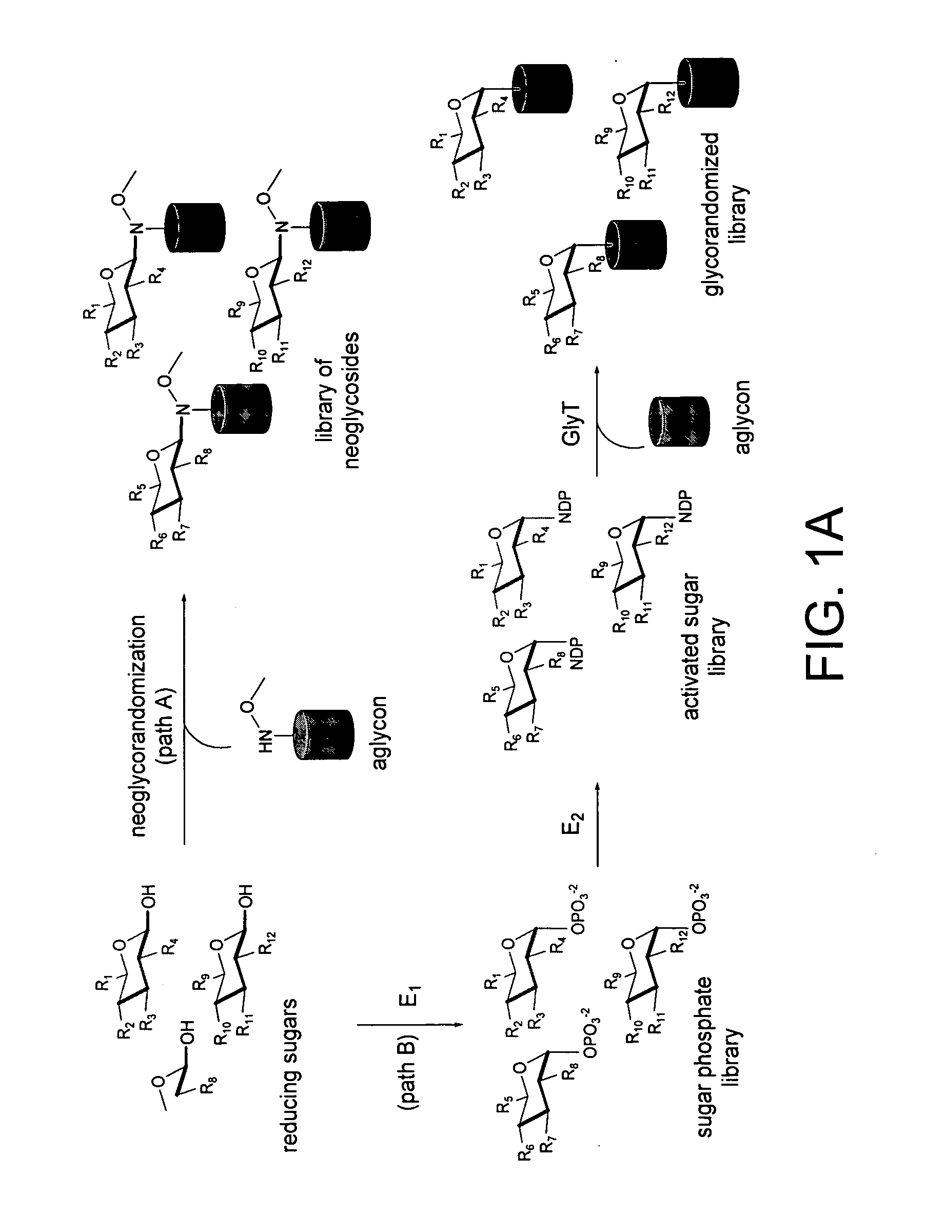 Neoglycorandomization and digitoxin analogs