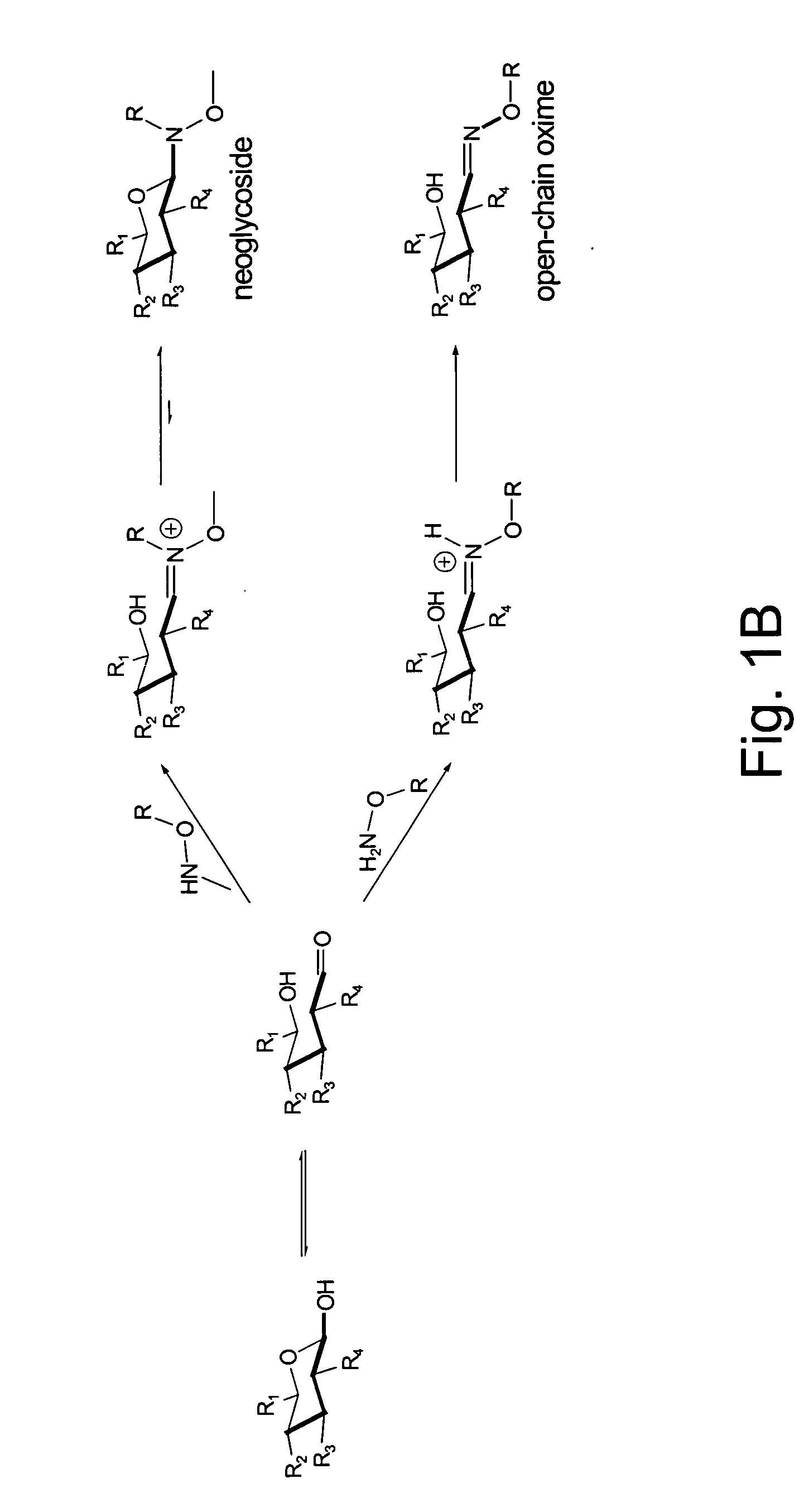 Neoglycorandomization and digitoxin analogs