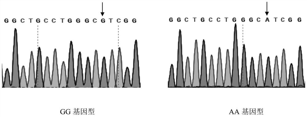 A method for identifying sheep meat production traits and special primers