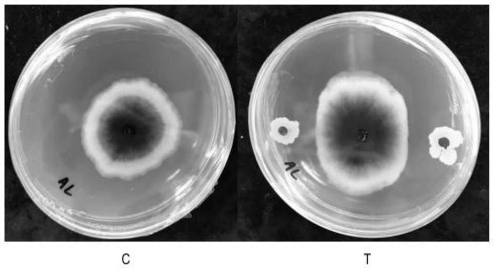 Application of bacillus altitudinis Ba1449 and fungicide in prevention and treatment of plant fungal diseases