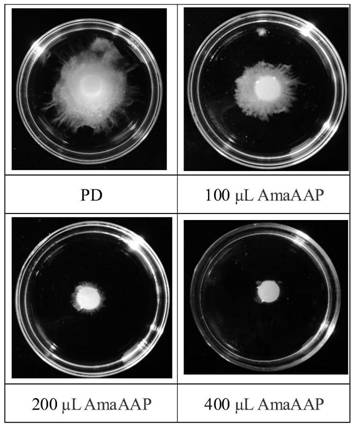 Amaranth recombinant antibacterial protein as well as preparation method and application thereof