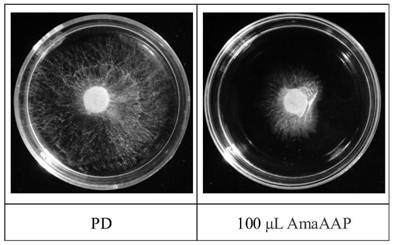 Amaranth recombinant antibacterial protein as well as preparation method and application thereof