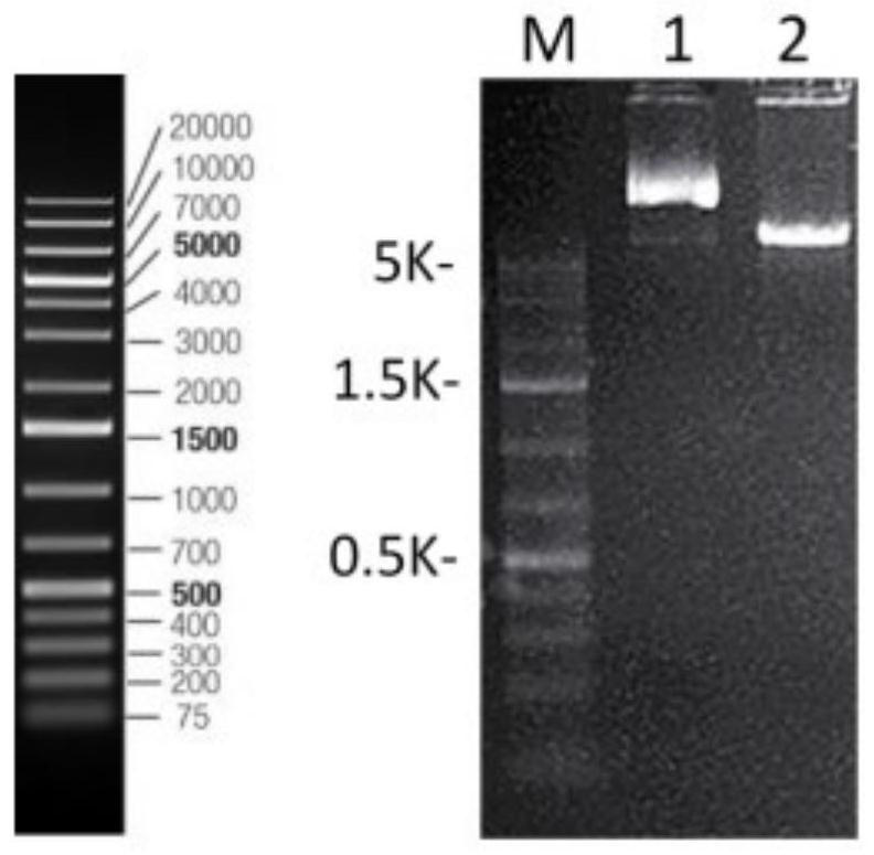 Amaranth recombinant antibacterial protein as well as preparation method and application thereof