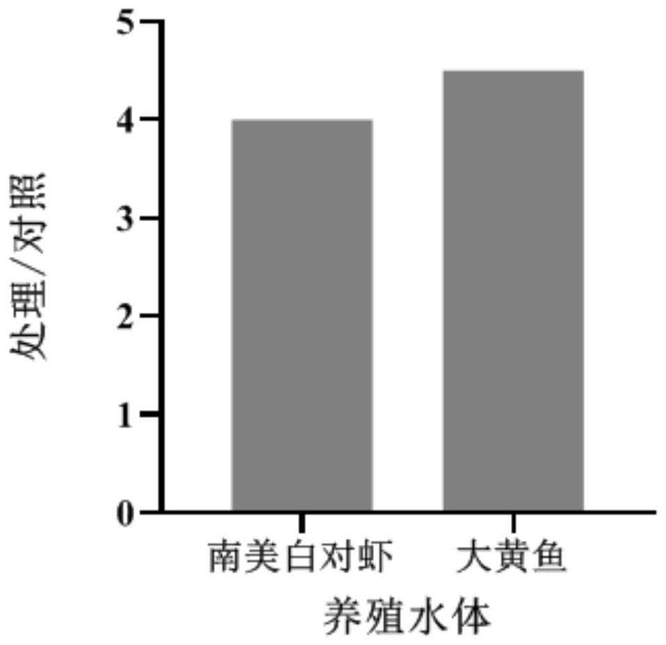 Mariculture tail water microbial purification preparation as well as preparation method and application thereof