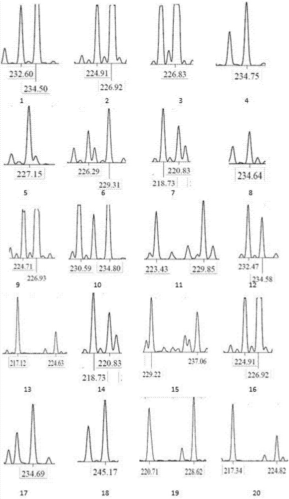 Tortoise microsatellite DNA marker based on high-throughput sequencing screening