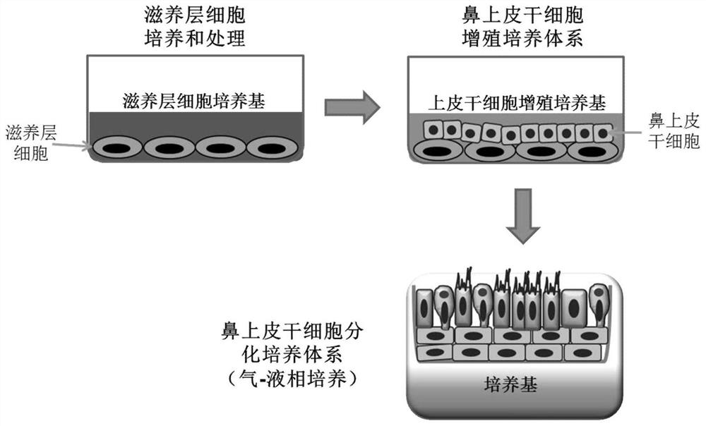 A kind of nasal epithelial stem cell culture method and nasal epithelial stem cell proliferation medium