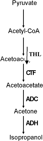 Technique for biotransforming CO2 into isopropyl alcohol by utilizing blue algae