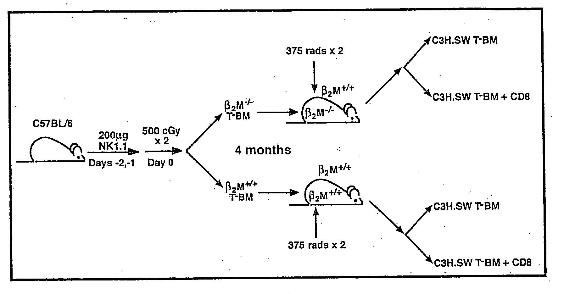 Prevention, decrease, and/or treatment of immunoreactivity by depleting and/or inactivating antigen presenting cells in the host