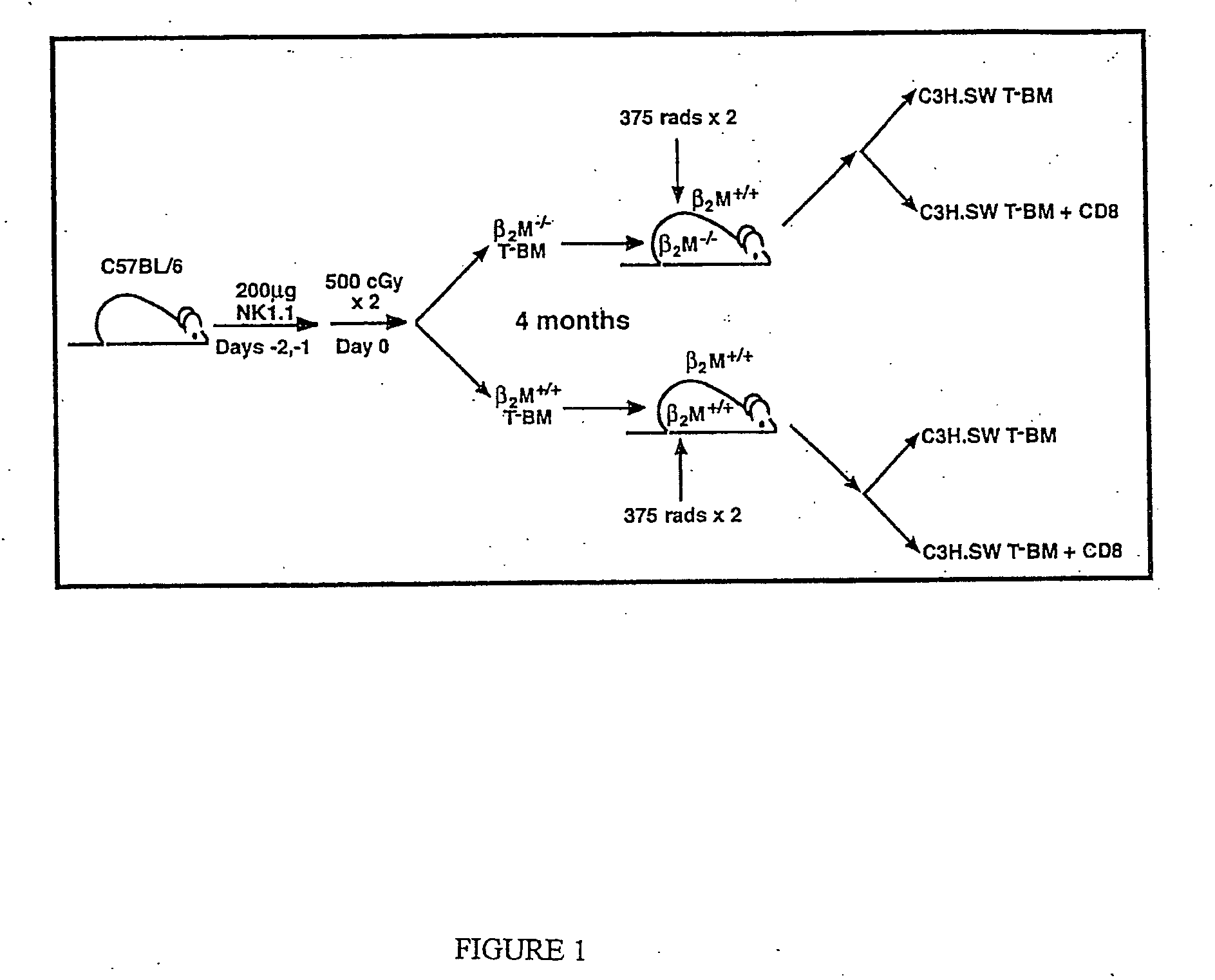 Prevention, decrease, and/or treatment of immunoreactivity by depleting and/or inactivating antigen presenting cells in the host