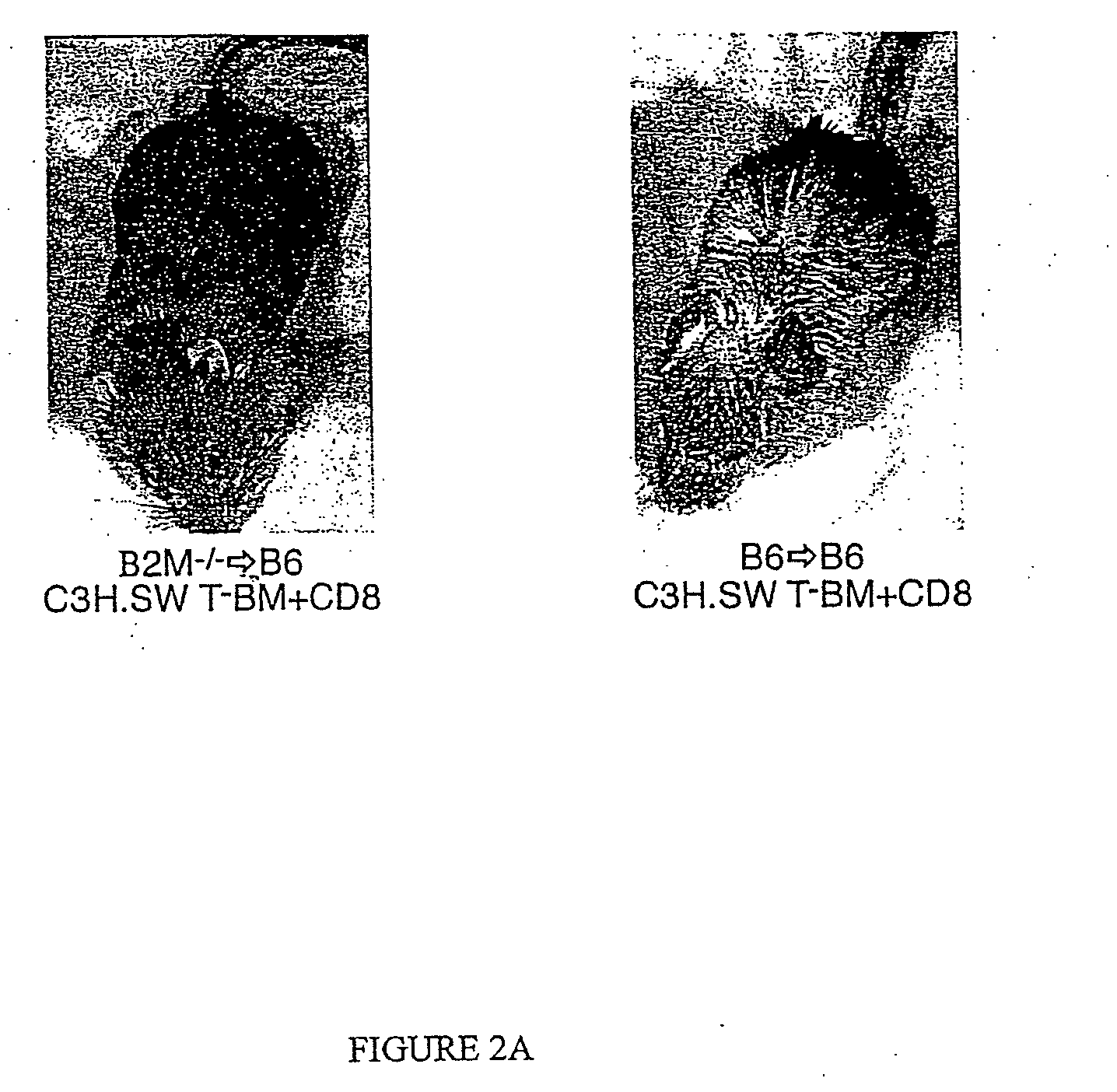 Prevention, decrease, and/or treatment of immunoreactivity by depleting and/or inactivating antigen presenting cells in the host