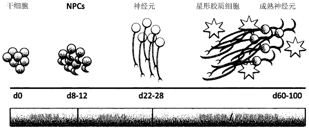 Methods of producing bioengineered neuronal organoids (BENOS) and uses thereof