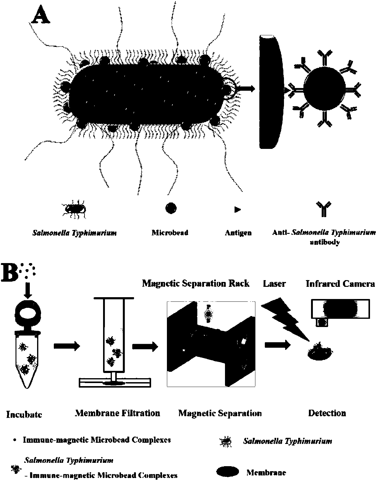 A rapid detection method for Salmonella typhimurium based on the photothermal effect of immunomagnetic nanomaterials