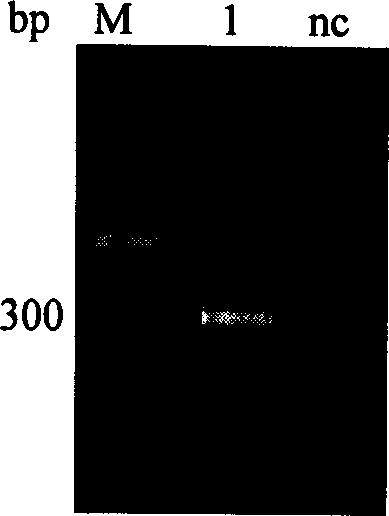 Grouper insulin-like growth factor II gene, carrier and recombinant strain containing the gene and application thereof