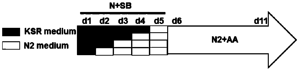 Method for inducing human embryonic stem cells to differentiate to neuroderm