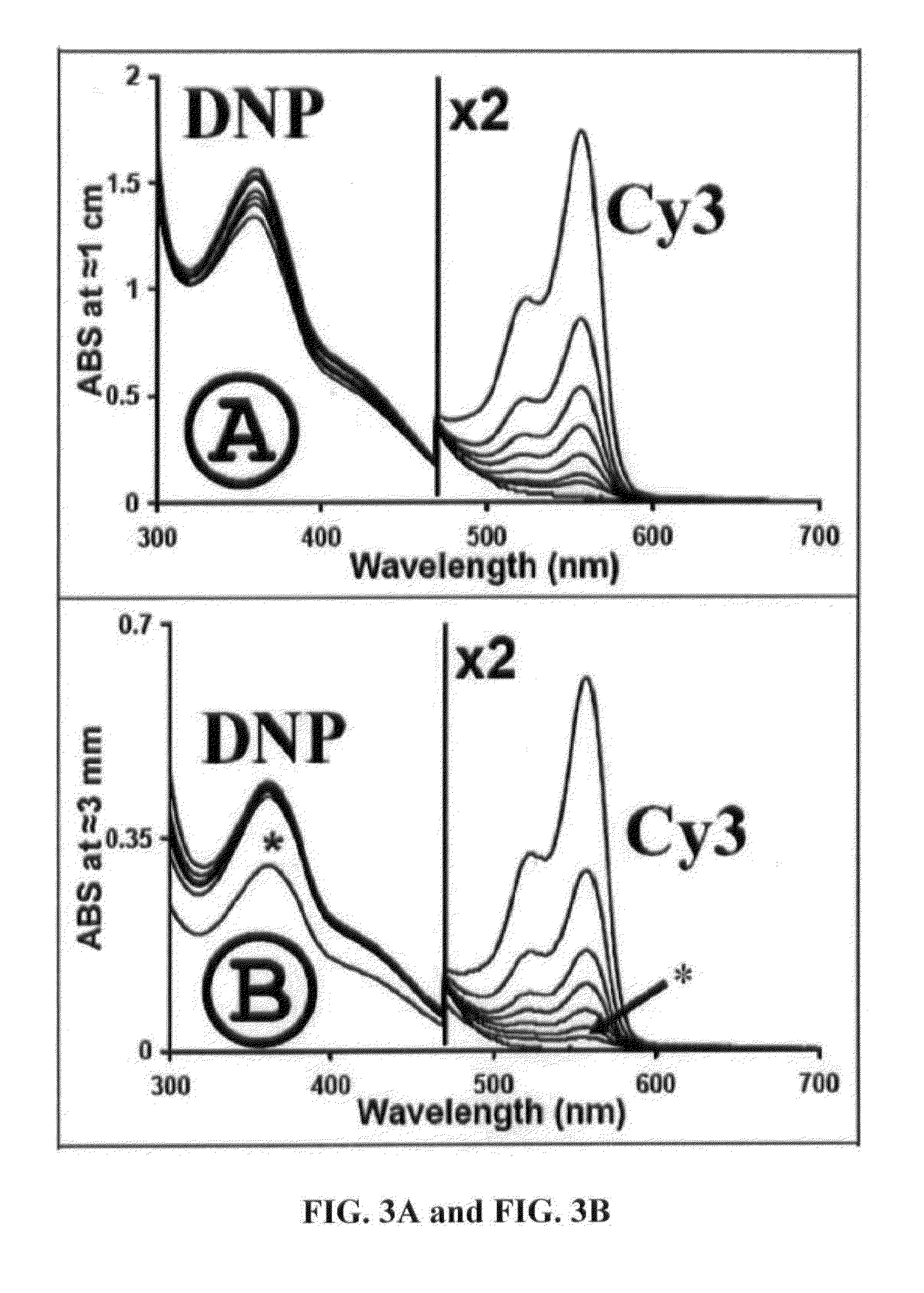 Compositions and Methods for Quantitative Histology, Calibration of Images in Fluorescence Microscopy, and ddTUNEL Analyses