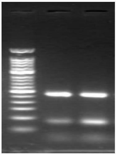 Primer composition, kit and method for detecting TERT gene promoter mutation and application of primer composition