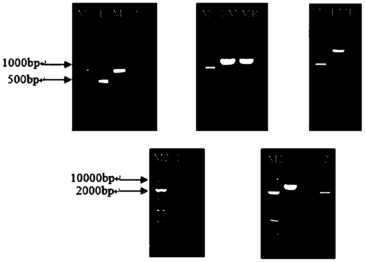 A method for regulating acid stress resistance of T. glabrata using the transcription factor crz1p