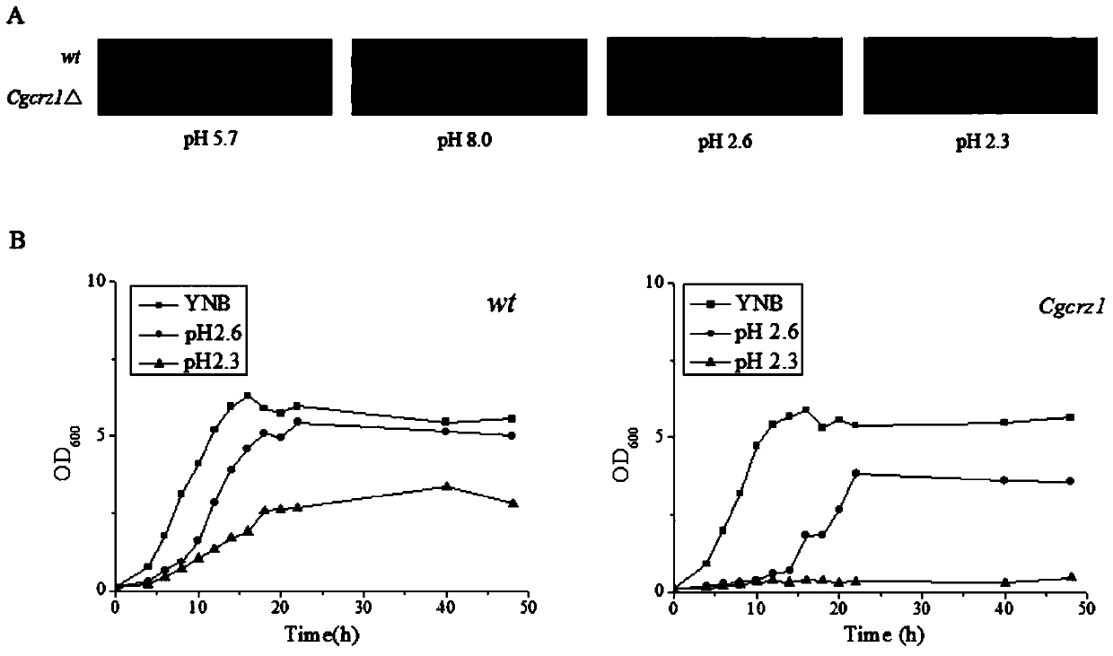 A method for regulating acid stress resistance of T. glabrata using the transcription factor crz1p