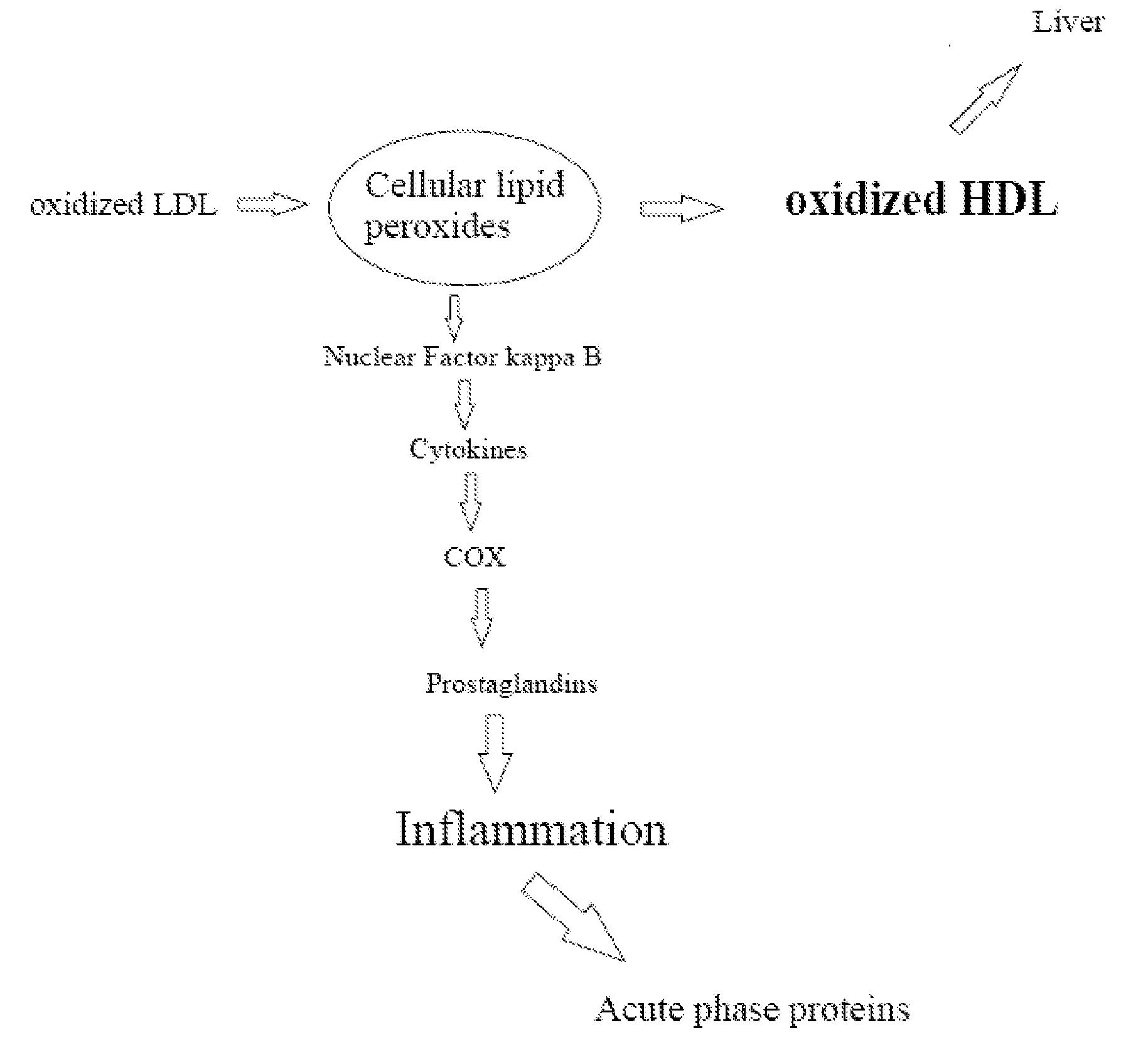 Estimation and biological consequences of oxidative metabolism