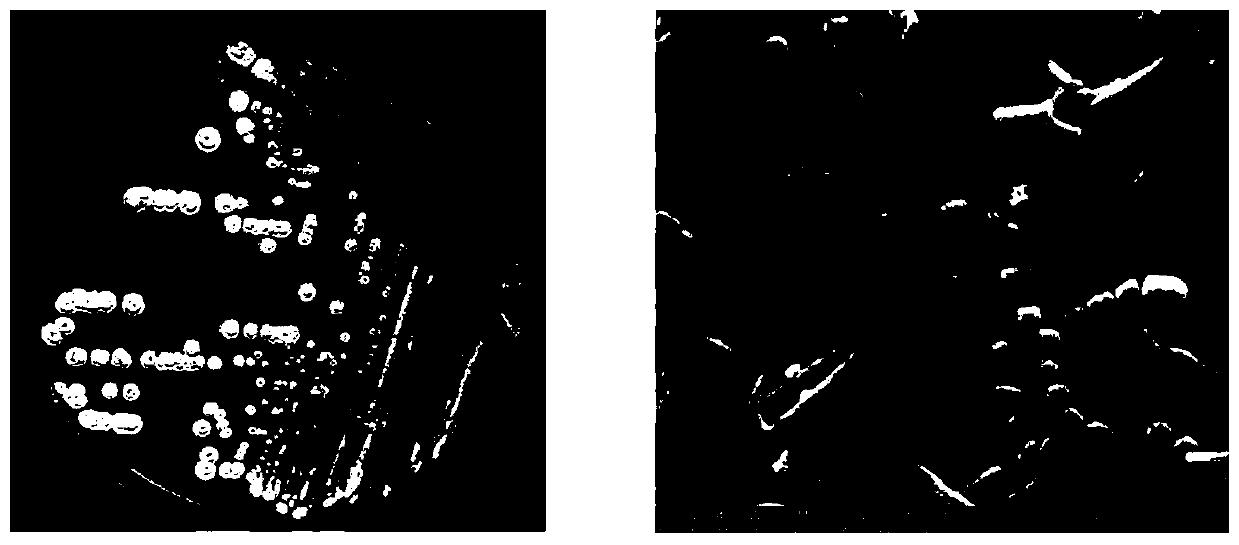 A strain of Streptomyces albus and its application in pesticides