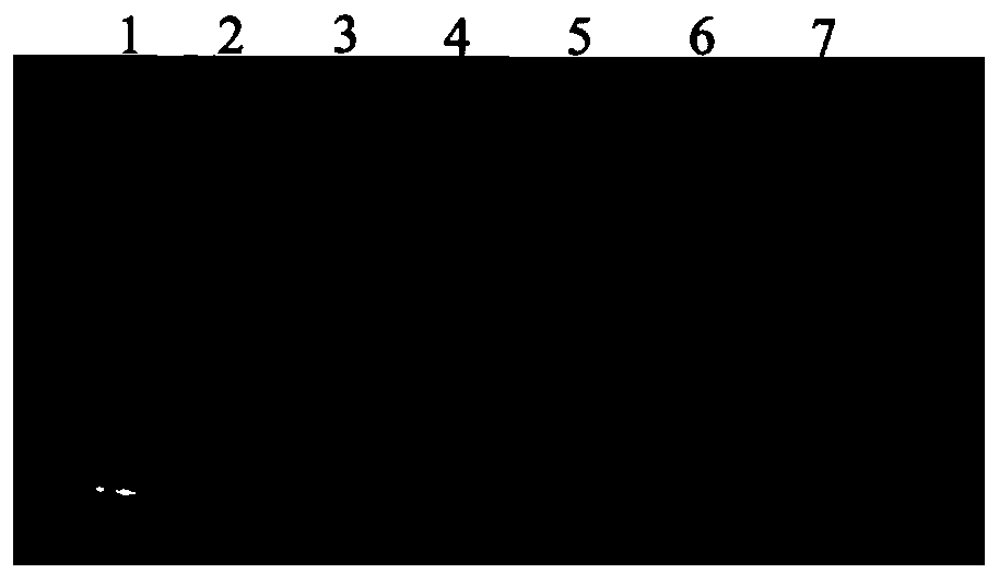 Quinoxaline-N1,N4-dioxide derivative capable of inhibiting activity of DNA topoisomerase, preparation method and application of quinoxaline-N1,N4-dioxide derivative