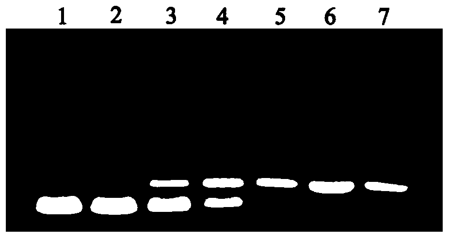 Quinoxaline-N1,N4-dioxide derivative capable of inhibiting activity of DNA topoisomerase, preparation method and application of quinoxaline-N1,N4-dioxide derivative