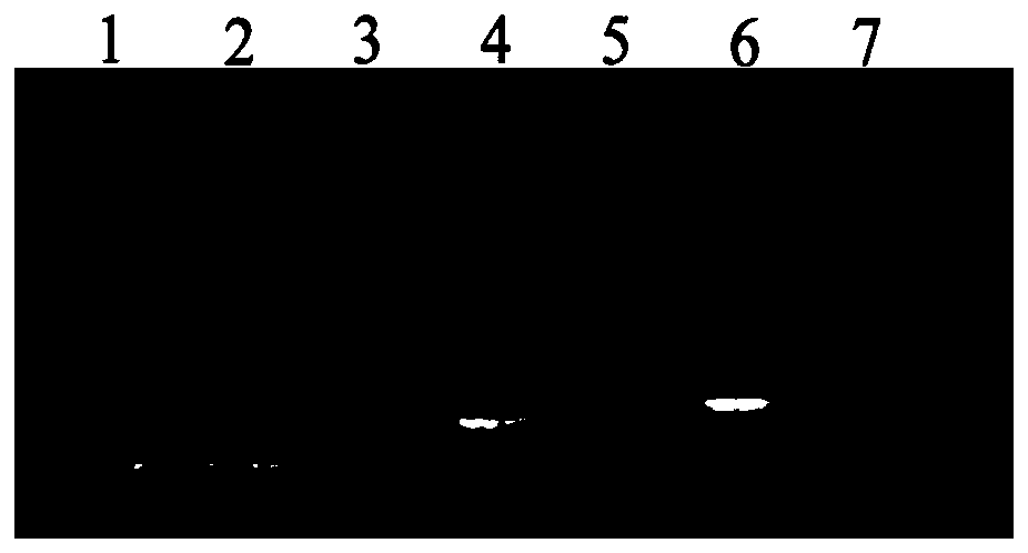 Quinoxaline-N1,N4-dioxide derivative capable of inhibiting activity of DNA topoisomerase, preparation method and application of quinoxaline-N1,N4-dioxide derivative