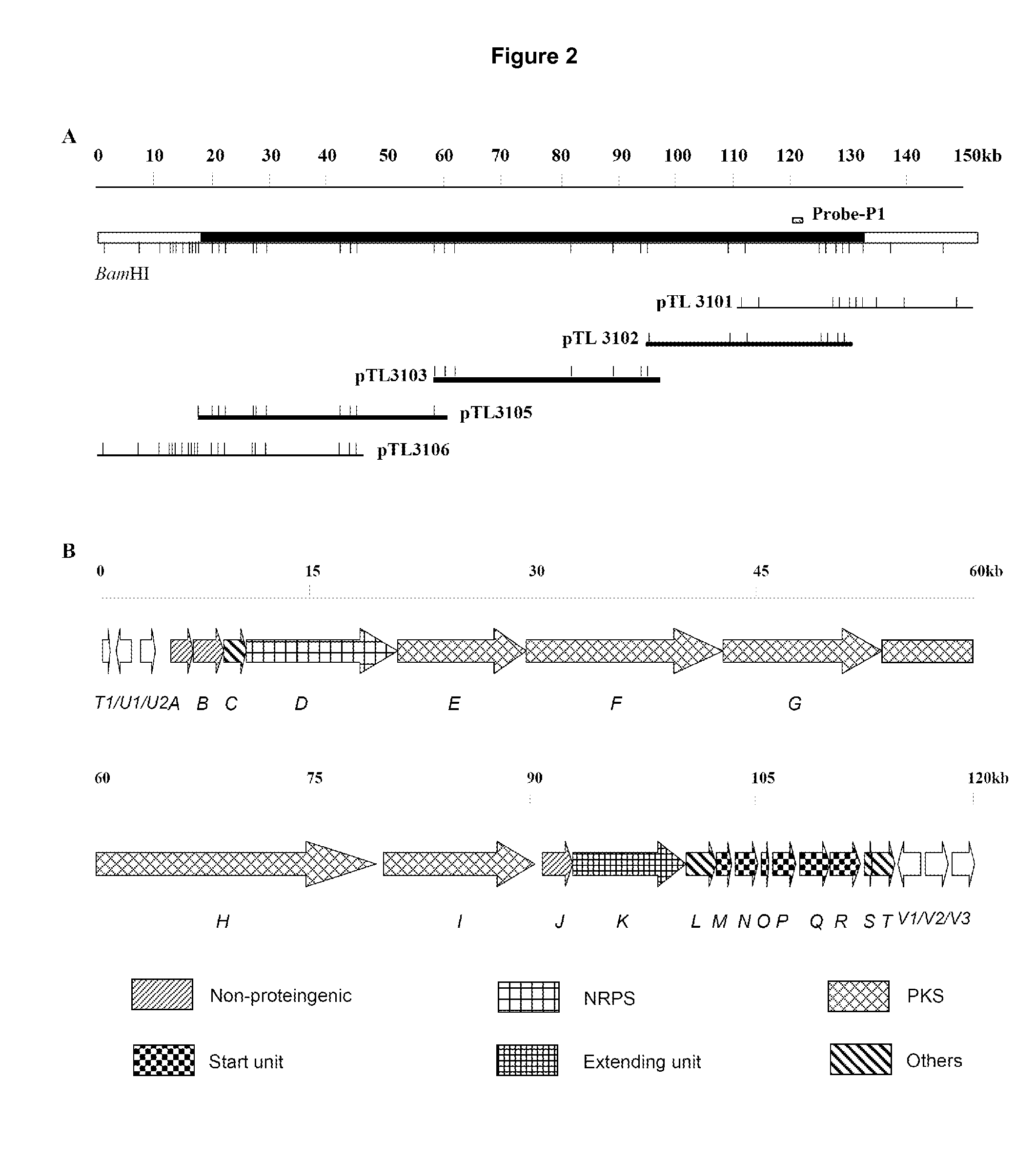 Gene cluster