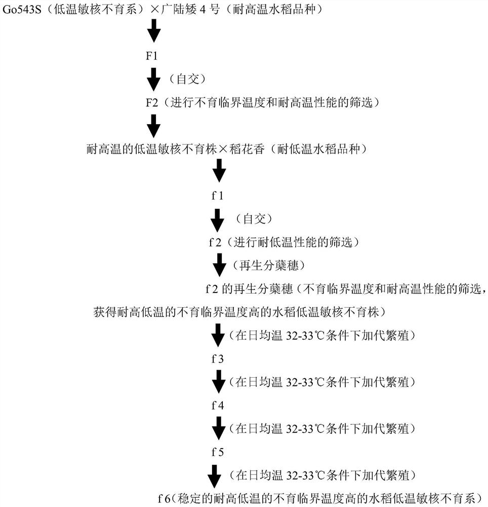 Breeding method and application of a low-temperature-sensitive genic male sterile line of rice with high and low temperature-resistant sterility critical temperature