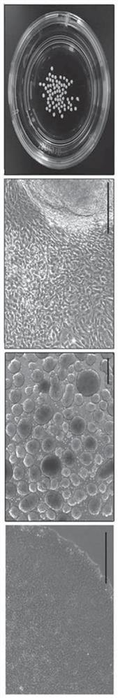 Method for preparing pellets of chondrocytes from human induced pluripotent stem cells, and use thereof