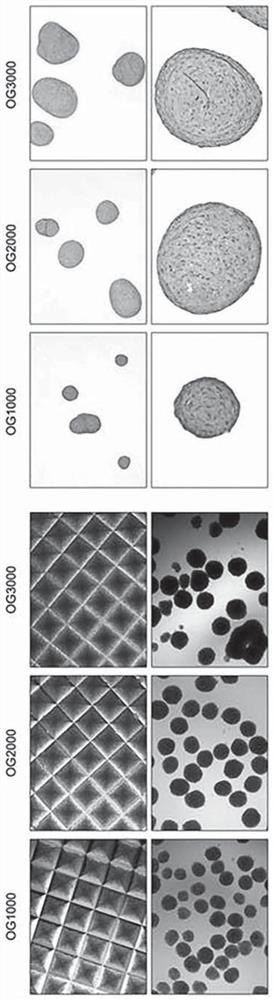 Method for preparing pellets of chondrocytes from human induced pluripotent stem cells, and use thereof