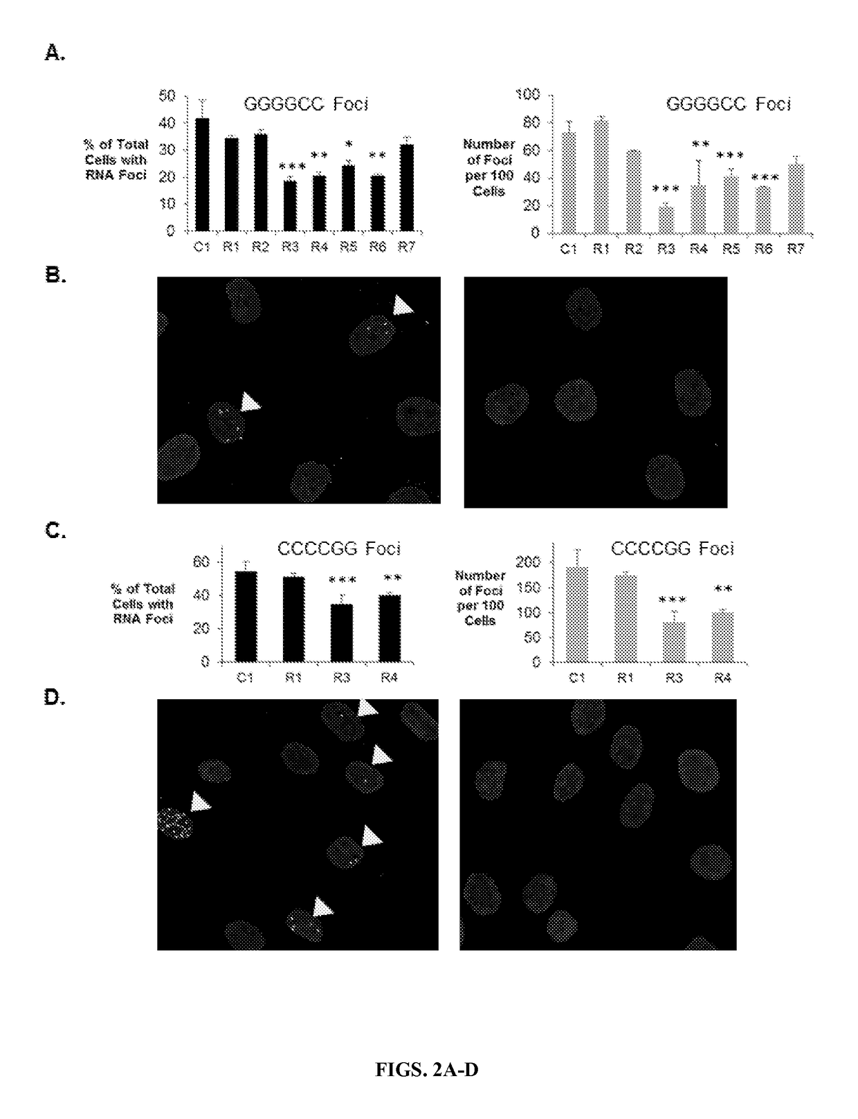 Allele selective inhibition of mutant c9orf72 foci expression by duplex rnas targeting the expanded hexanucleotide repeat