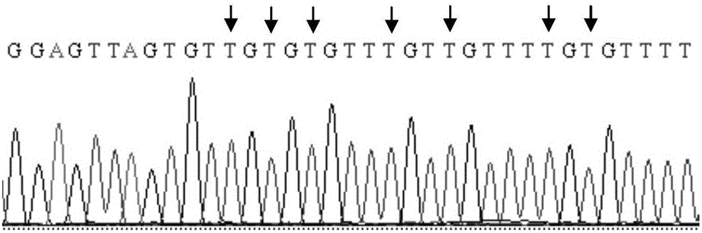 SFRP1 gene promoter methylation detection primers and detection method thereof